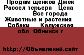 Продам щенков Джек Рассел терьера › Цена ­ 25 000 - Все города Животные и растения » Собаки   . Калужская обл.,Обнинск г.